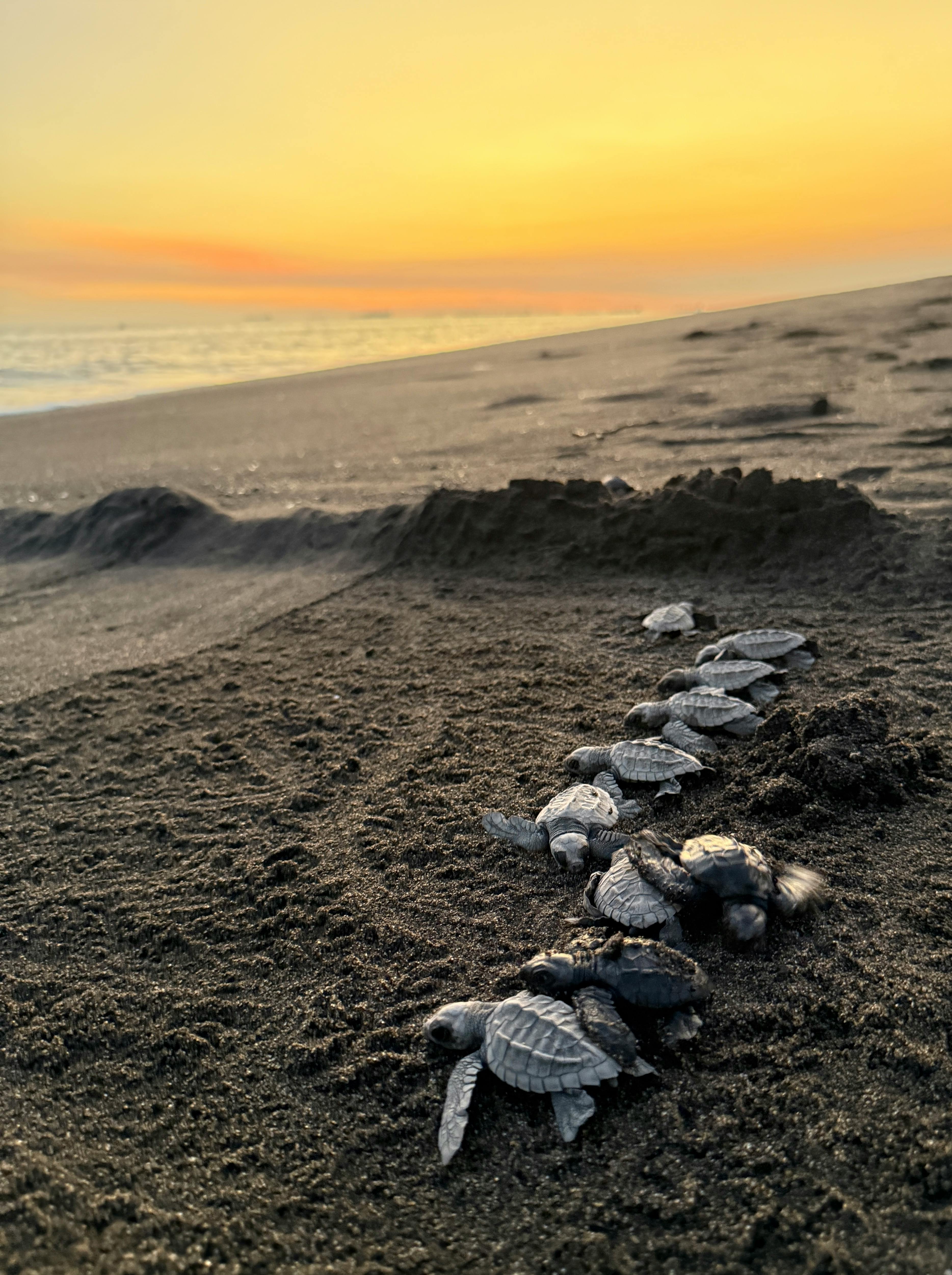 Turtle Release Tours in North Cyprus | Cyprus Constructions