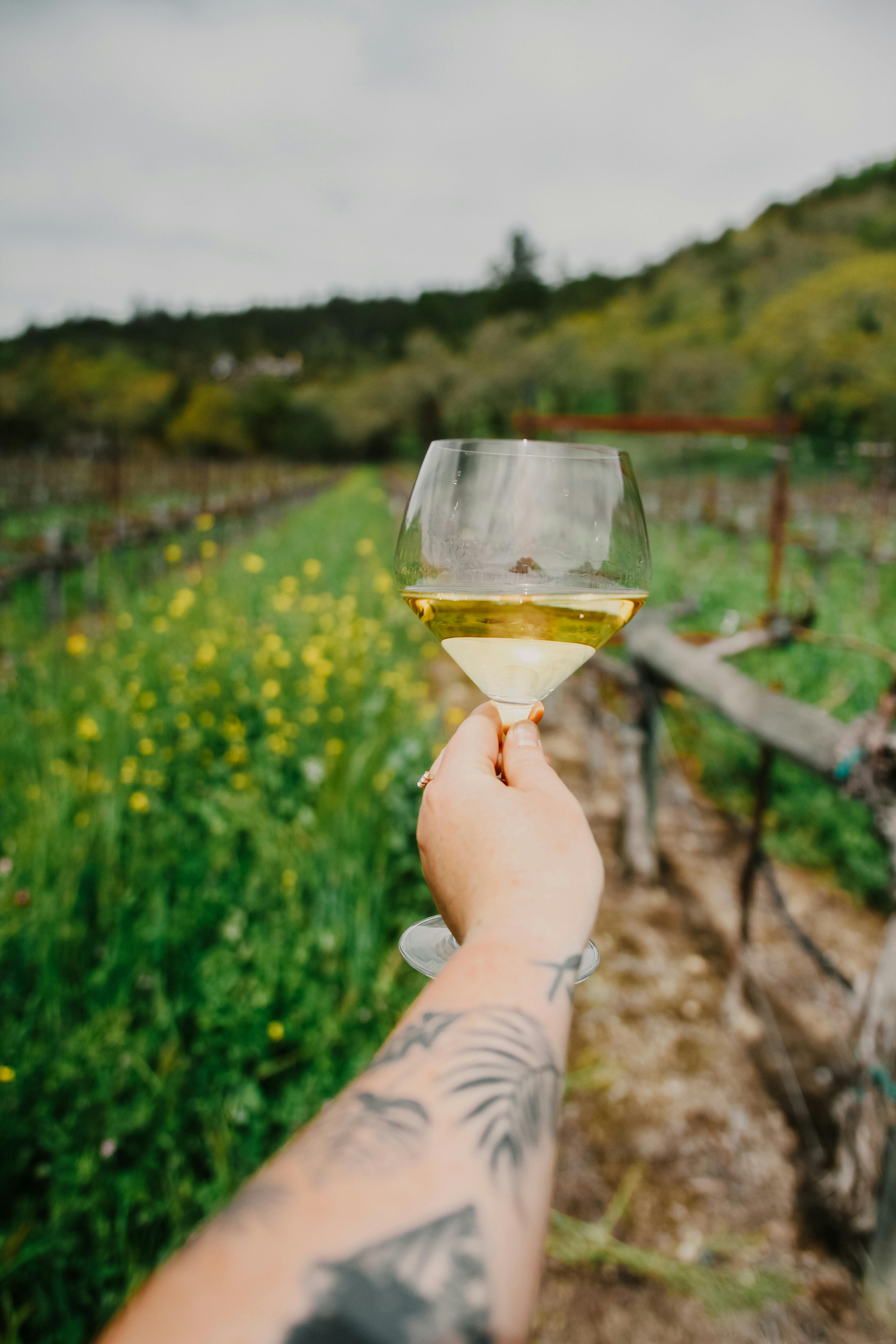 Wine Tasting & Vineyards in Cyprus | Cyprus Constructions Lifestyle