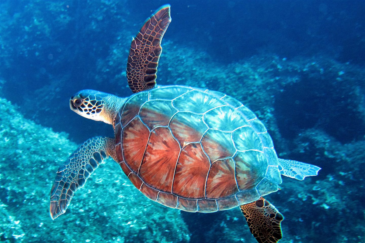 Скорость морской черепахи. Черепаха Каретта-Каретта. Морские черепахи Каретта Каретта. Черепаха Каретта (логгерхед). Черепаха Каретта Каретта Черепашата.